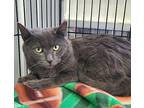 6126 (Timber) Domestic Shorthair Adult Male