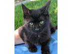 Burnt Toast Domestic Shorthair Kitten Female