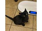 Gedney Domestic Shorthair Kitten Female