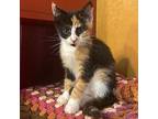Beatrix P Calico Kitten Female