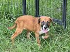 Ginger Retriever (Unknown Type) Puppy Female