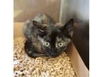 Tortilla 41695 Domestic Shorthair Kitten Female