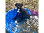 LAMAREY Boxer Puppy Female