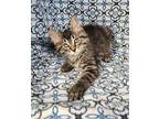 6311 (Luca) Domestic Longhair Kitten Male