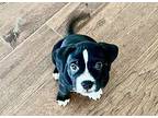 COMET Boston Terrier Puppy Male