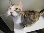 Molly Calico Young Female