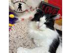 Albert Domestic Longhair Adult Male