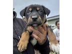 (bm) Ken Mixed Breed (Medium) Puppy Male