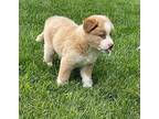 (bm) Murda Mixed Breed (Medium) Puppy Female
