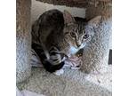 Sprite Domestic Shorthair Kitten Male