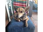 Tita Chihuahua Adult Female