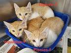 Pisces 24 Domestic Shorthair Kitten Female
