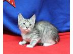 Priscilla - 40038 Domestic Shorthair Kitten Female
