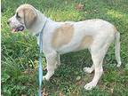 Sally Anatolian Shepherd Puppy Female
