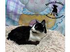 Figaro Domestic Shorthair Adult Female