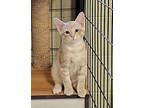 Nacho Domestic Shorthair Kitten Male