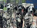 Dally pups Dalmatian Puppy Male