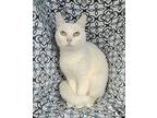 6254 (Spooky) Domestic Shorthair Adult Female