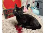 Buckeye Domestic Shorthair Young Female