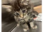 Willow 41346 Domestic Shorthair Kitten Female