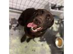 Callie Labrador Retriever Young Female