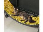 Cloudy Domestic Mediumhair Kitten Female