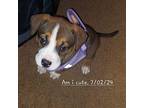 (br) Bubbles Mixed Breed (Medium) Puppy Female