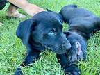 LUCAS Labrador Retriever Puppy Male