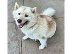 Scarlet Samoyed Puppy Female