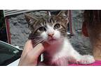 Step in My Groove Domestic Shorthair Kitten Male