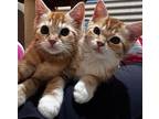 Carrot (bonded with Butternut) Domestic Shorthair Kitten Male