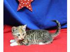 Kiara - 39822 Domestic Mediumhair Kitten Female
