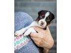 (bm) Gurty (aka Noodles) Mixed Breed (Medium) Puppy Female