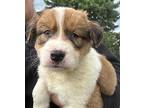 (bm) Jen Mixed Breed (Medium) Puppy Female