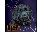 PUPPY BENSON Labrador Retriever Puppy Male