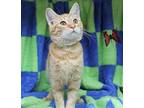 Niko - 40024 Domestic Shorthair Young Male