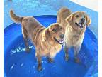 ROSIE & GLORIA - BONDED PAIR Golden Retriever Adult Female