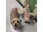 Baxter Yorkie, Yorkshire Terrier Senior Male