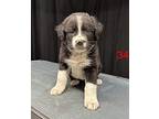 (bu) Roscoe Mixed Breed (Medium) Puppy Male