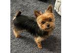 Trixie Anne Yorkie, Yorkshire Terrier Adult Female