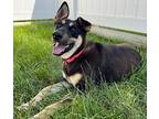 Jasmine Shiba Inu Young Female
