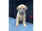 (bu) Gemma Mixed Breed (Medium) Puppy Female
