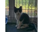 pistol Domestic Shorthair Kitten Male