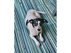 susie Dachshund Young Female