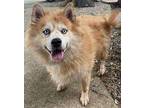 ALI- FOSTER OR ADOPTER NEEDED! Pomeranian Adult Female