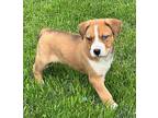 (bm) Low Key Mixed Breed (Medium) Puppy Male