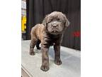 (bu) Cash Mixed Breed (Medium) Puppy Female