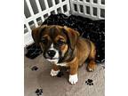 Bison German Shepherd Dog Puppy Male