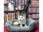 Bocepheus Domestic Shorthair Adult Male