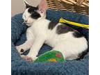 Pebbles Domestic Shorthair Kitten Male